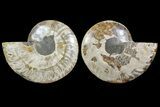 Bargain, Cut & Polished Ammonite Fossil - Madagascar #148060-1